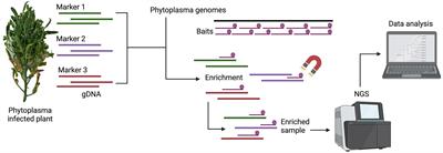 Multilocus sequence typing of diverse phytoplasmas using hybridization probe-based sequence capture provides high resolution strain differentiation